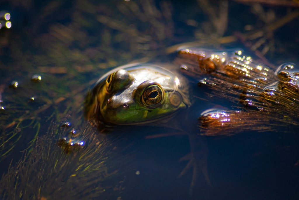 AMPHIBIAN by Derek Naulls en Pixabay