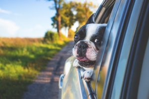 driving in Corfu with pets